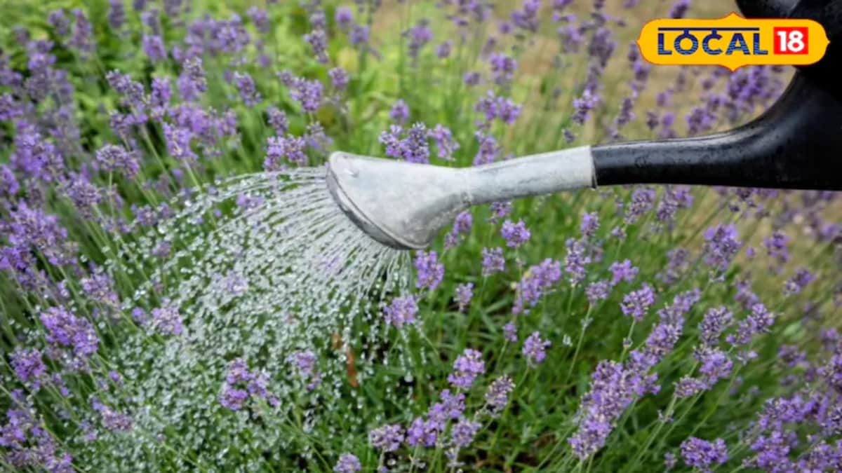 Home Gardening Tips: How To Protect Your Plants During The Rainy Season