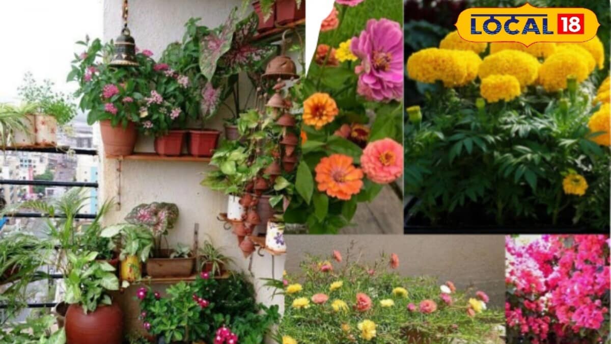 Balcony Garden Tips: 6 Sun-Loving Flowers For A Colourful Bloom
