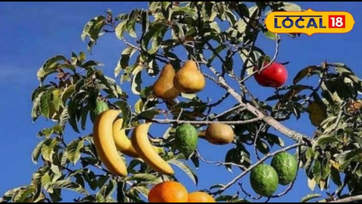 <div>Mango Trees Giving Lemon And Guava? What Is And Isn't Possible With Grafting</div>