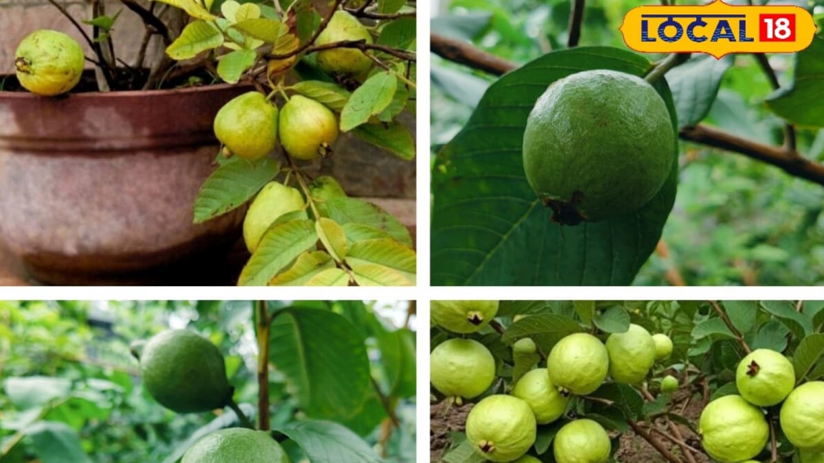 Enjoy A Garden-Fresh Harvest Right At Home