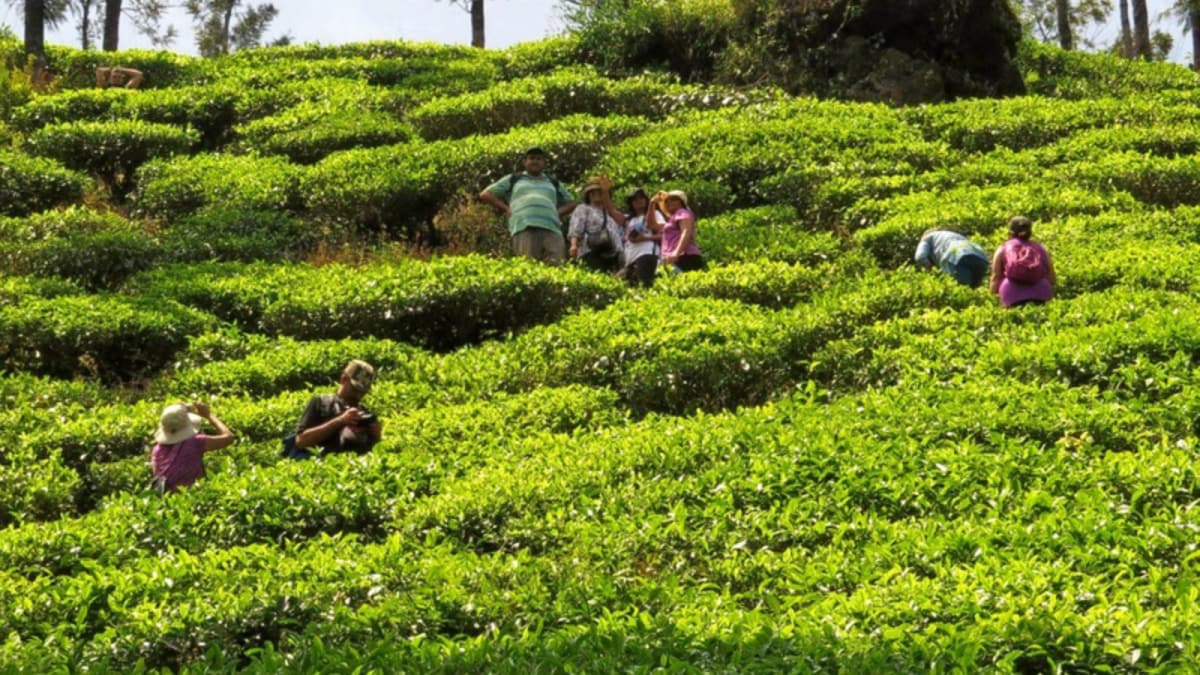 International Coffee Day Escapes: 5 Stays Every Coffee Lover Will Adore