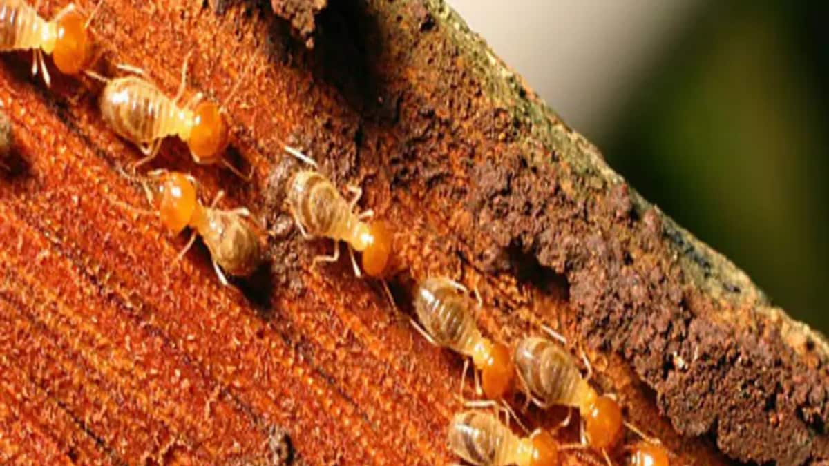 Want To Get Rid Of Termites? All You Need Is Rs 50!