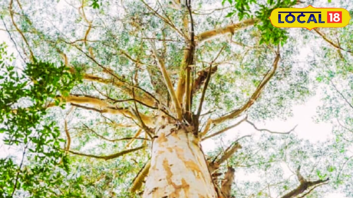Ditch Teak And Sal – This Tree Can Make You A Millionaire In Just A Few Years!