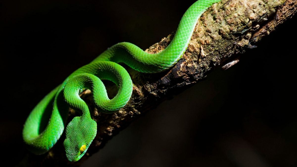 Not Every Snake Is Deadly: Truth About India’s Non-Venomous Snakes