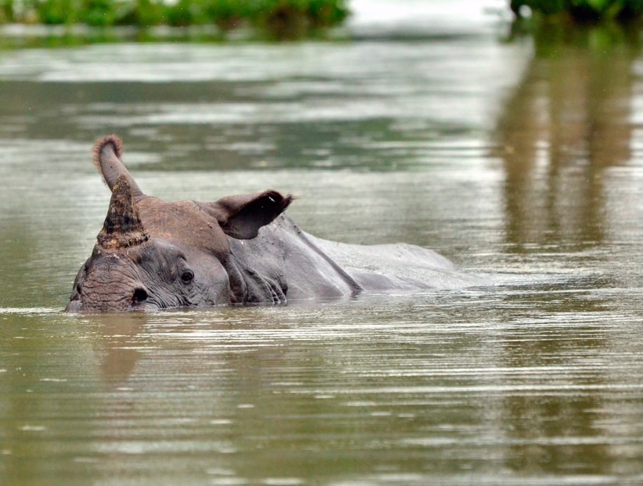 Some rhinos are semi-aquatic: The greater one-horned rhino loves swamps and riversides, often wallowing in water to cool off. Some rhinos are semi-aquatic: The greater one-horned rhino loves swamps and riversides, often wallowing in water to cool off.