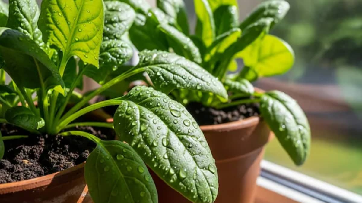 5 Easy Steps To Grow Fresh Organic Spinach In Pots And Containers
