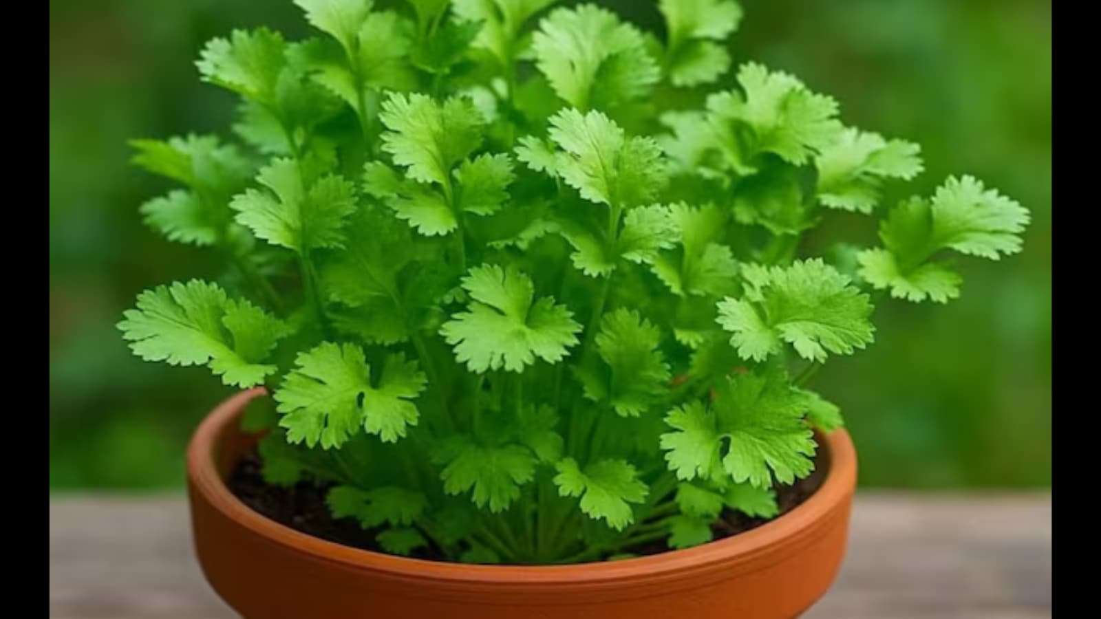 Step-By-Step Guide To Grow Fresh, Fragrant Coriander At Home For Year-Round  Use | Lifestyle News - News18