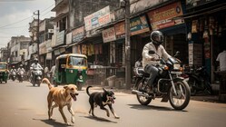 How Increasing Speed and Noise Can Escalate a Dog’s Natural Instinct to Chase Moving Wheels