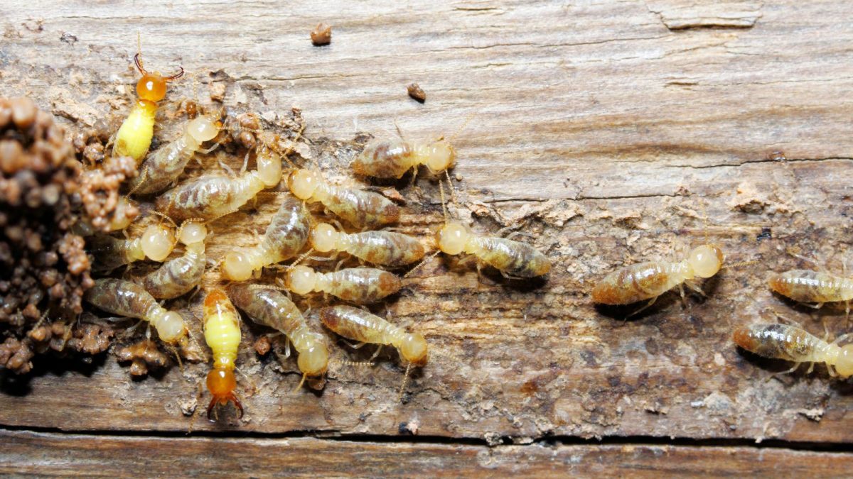 Easy Ways To Get Rid Of Termites In Under Rs 50, Try These Hacks Now