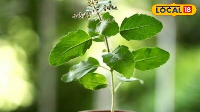 Water tulsi with slightly warm water to avoid shock from cold. (Local18)