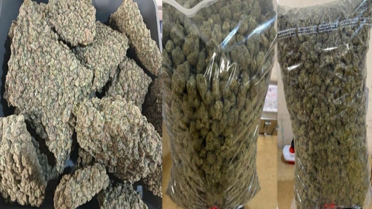 12 Kg of Hydroponic Weed Seized at RGIA, Passenger Arrested