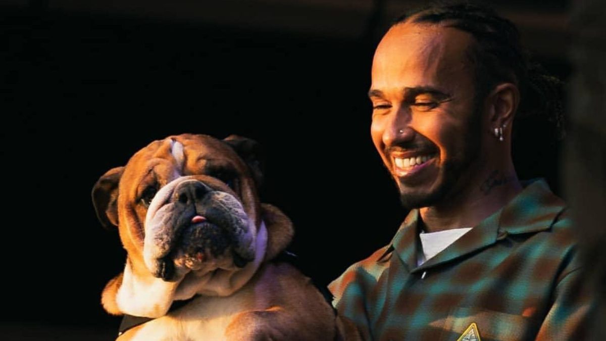 Hamilton's Dog Roscoe in Coma After Pneumonia