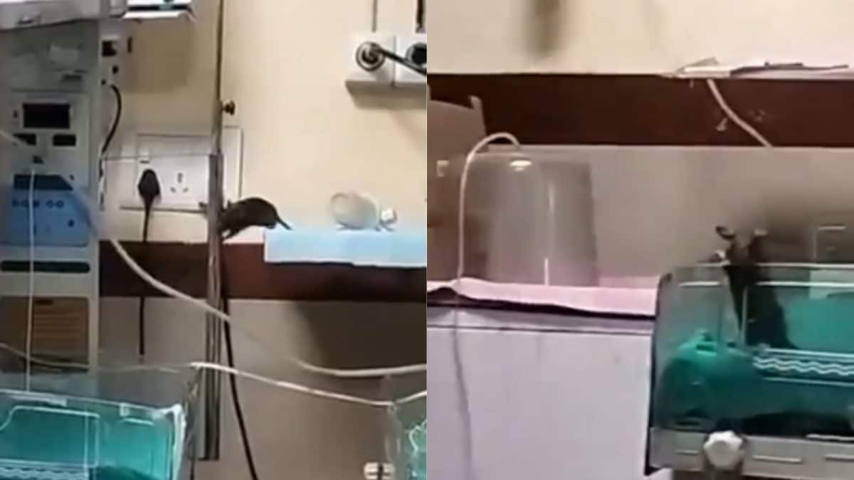 <div>Rats Bite Two Newborns At Indore's Largest Government Hospital, Probe Ordered</div>