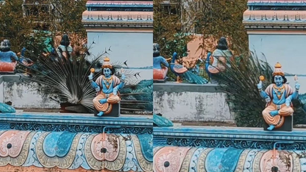 Peacock's Divine Alignment at Viralimalai Murugan Temple Goes Viral