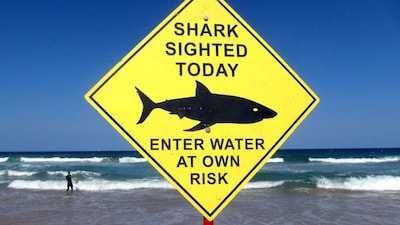 Man Dies In Suspected Shark Attack In Sydney (Reuters)