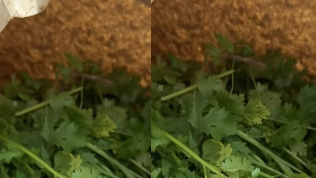 Daughter Finds Coriander in Zara Bag, Internet Reacts