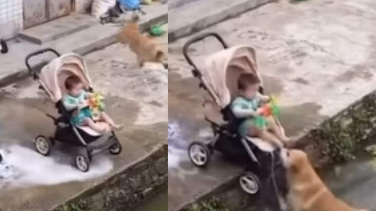 Dog's Viral 'Rescue' Video Sparks AI Debate