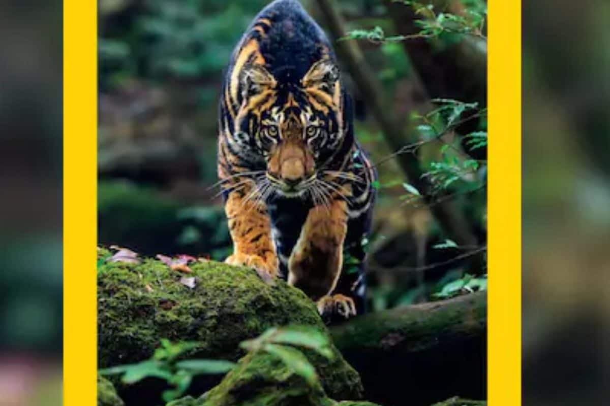 This Is The Only Wildlife Reserve In India To Spot Black Tiger
