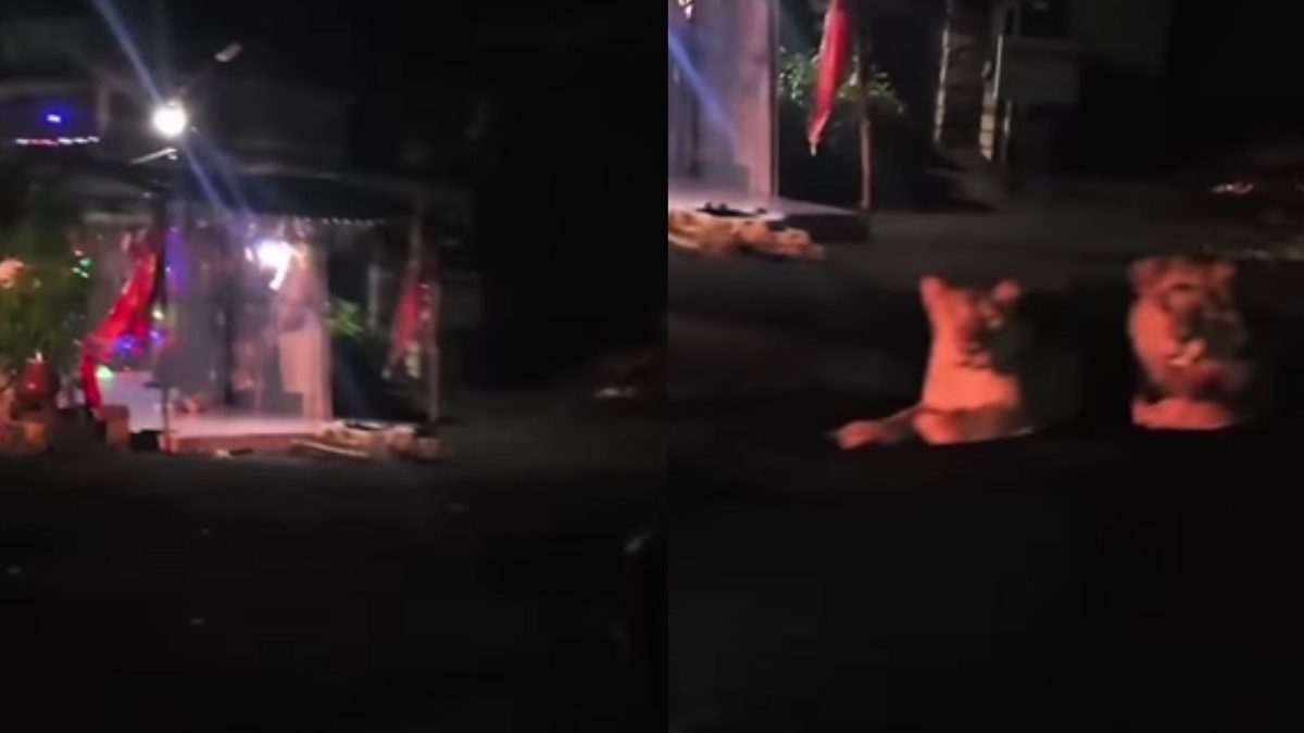 Lions Spotted at Gujarat Temple Resurfaces During Navratri