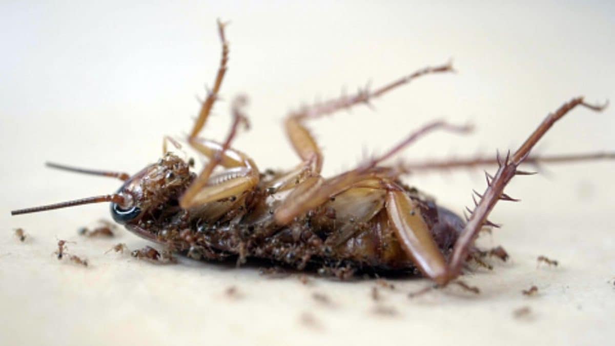 Tired Of Monsoon Pests? Try These Genius Home Hacks To Keep Insects Out Naturally