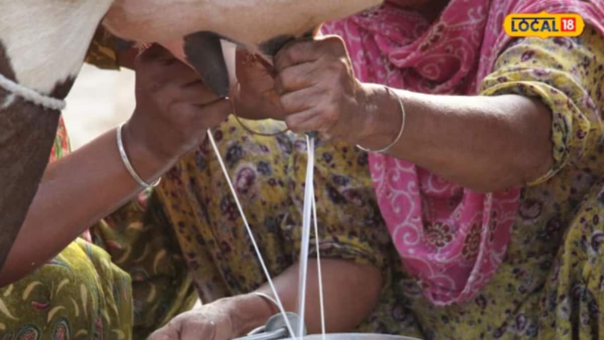 High-Yield Cow Breeds Boost Farmers' Incomes with Milk Production