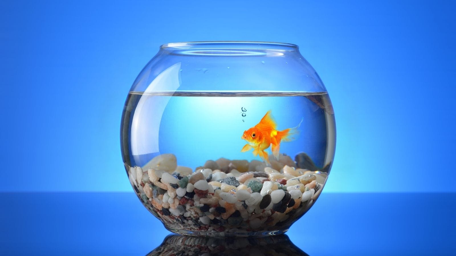 Feng Shui 101: Where To Place A Fish Tank At Home Feng Shui 101: Where To Place A Fish Tank At Home