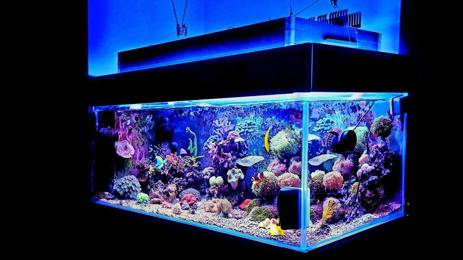 Feng Shui 101: Where To Place A Fish Tank At Home Feng Shui 101: Where To Place A Fish Tank At Home