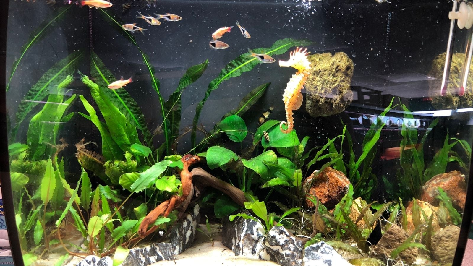 Feng Shui 101: Where To Place A Fish Tank At Home Feng Shui 101: Where To Place A Fish Tank At Home