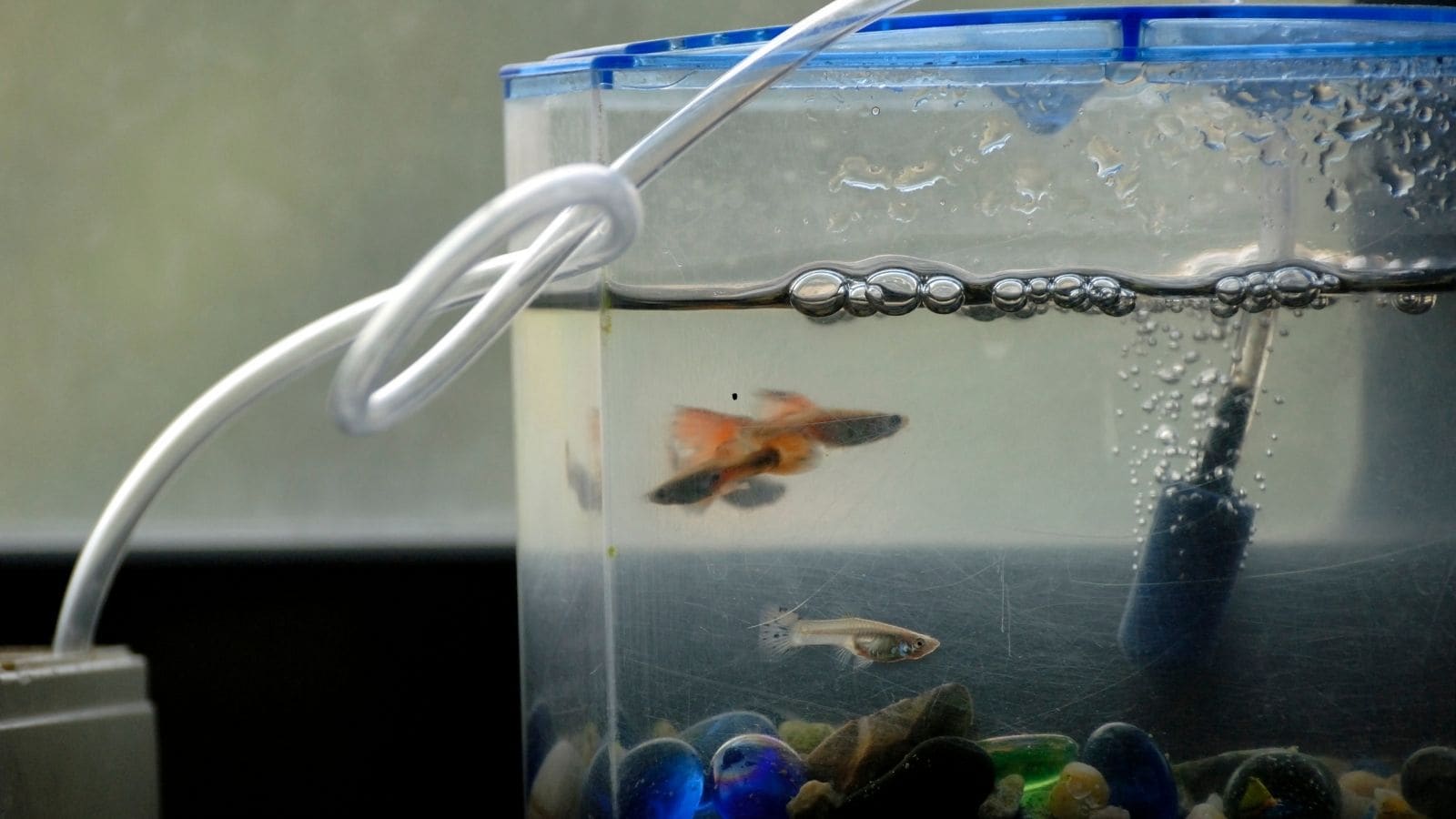 Feng Shui 101: Where To Place A Fish Tank At Home Feng Shui 101: Where To Place A Fish Tank At Home