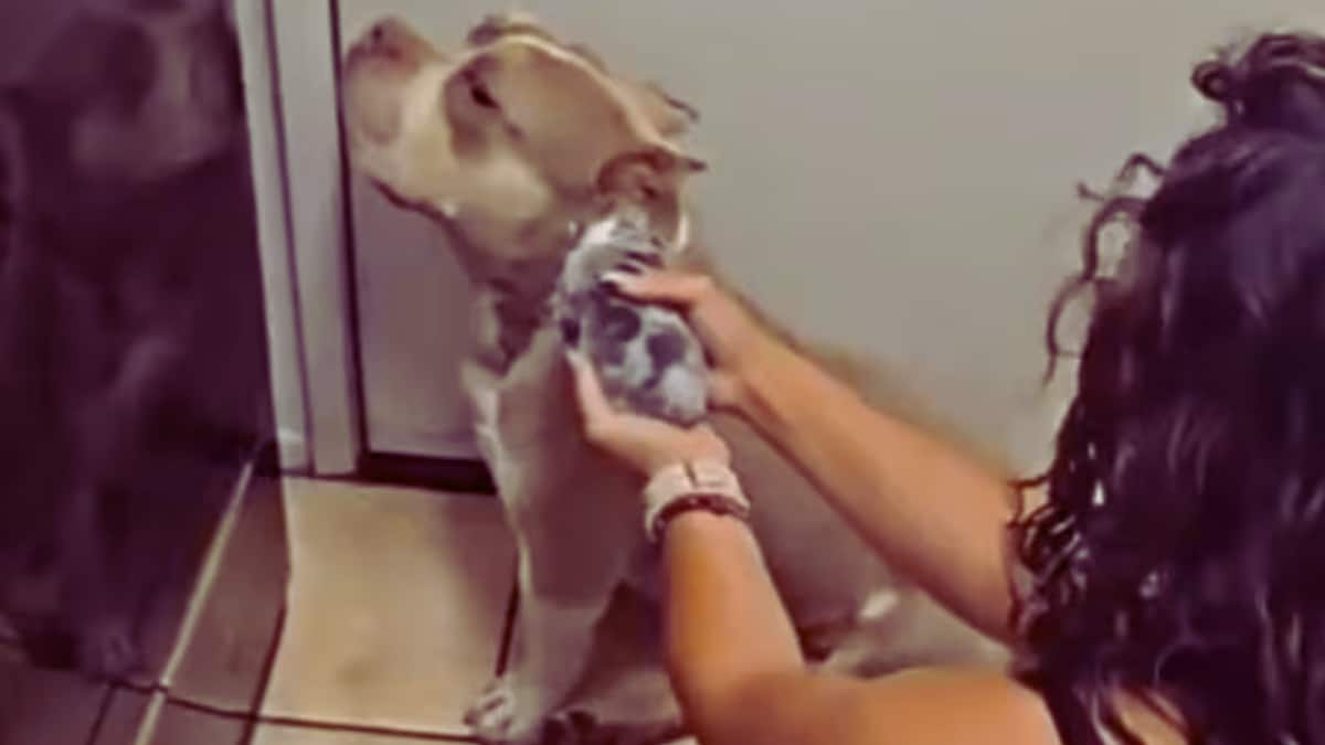 Dog's 'Guilty' Reaction to Puppies Goes Viral