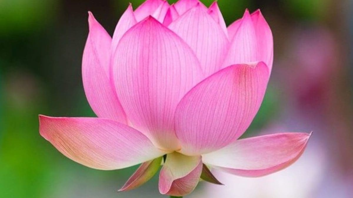 Bring Home Prosperity This Diwali: How To Grow Lotus Flowers In Pots