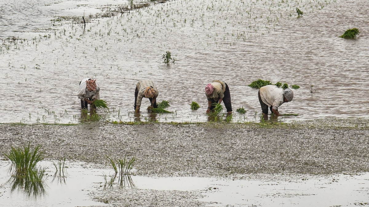 <div>'Declare Wet Drought': Maharashtra Congress Leader Seeks Relief For Rain-Hit Farmers</div>