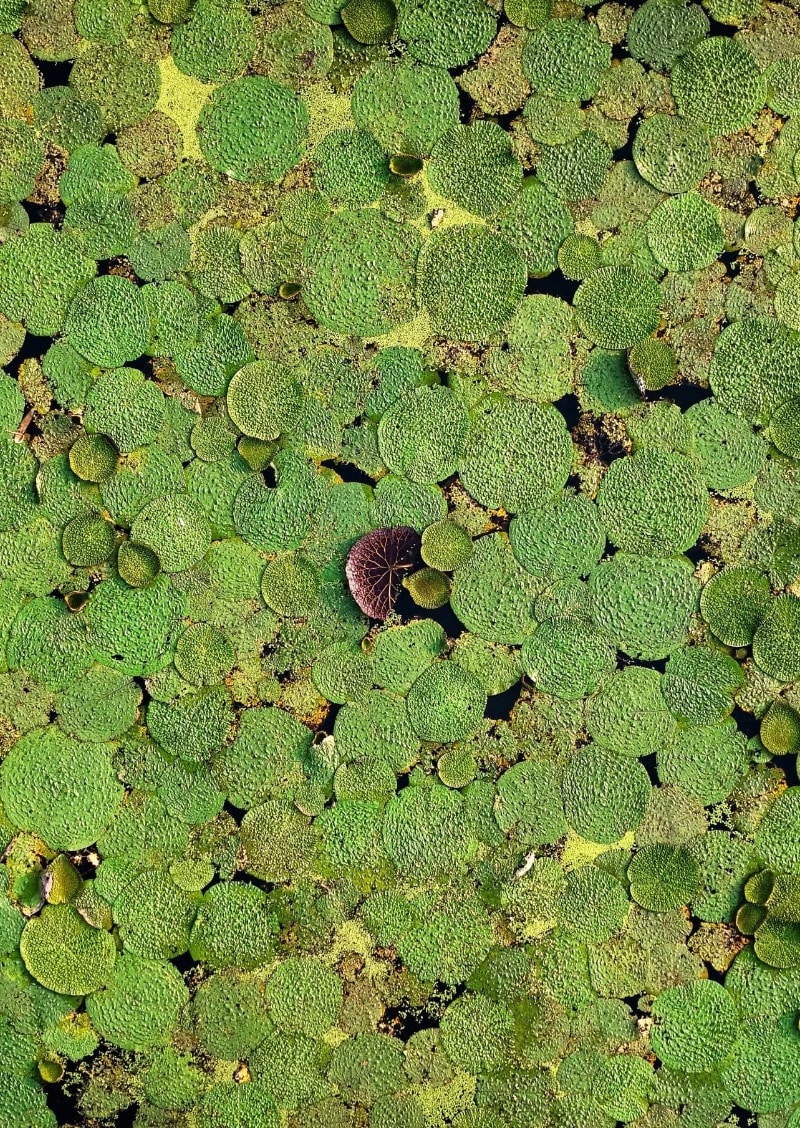 Makhana