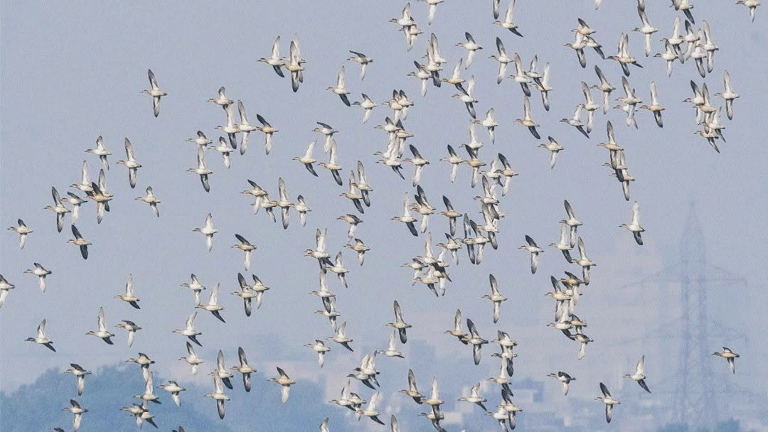 <strong>Bharatpur Bird Sanctuary:</strong> Noida locals can visit the Bharatpur Bird Sanctuary by travelling just a little over 150 kilometres. This UNESCO World Heritage Site is famous for its dense population of migratory birds, including the Siberian crane. It is considered a paradise for nature lovers and those looking for a peaceful break from their busy lives. (Image: Instagram) <strong>Bharatpur Bird Sanctuary:</strong> Noida locals can visit the Bharatpur Bird Sanctuary by travelling just a little over 150 kilometres. This UNESCO World Heritage Site is famous for its dense population of migratory birds, including the Siberian crane. It is considered a paradise for nature lovers and those looking for a peaceful break from their busy lives. (Image: Instagram)
