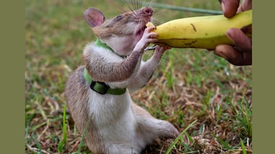 A rat is rewarded after a successful search and rescue training mission in simulated earthquake rubble at APOPO's facility in Morogoro, Tanzania. (AP)