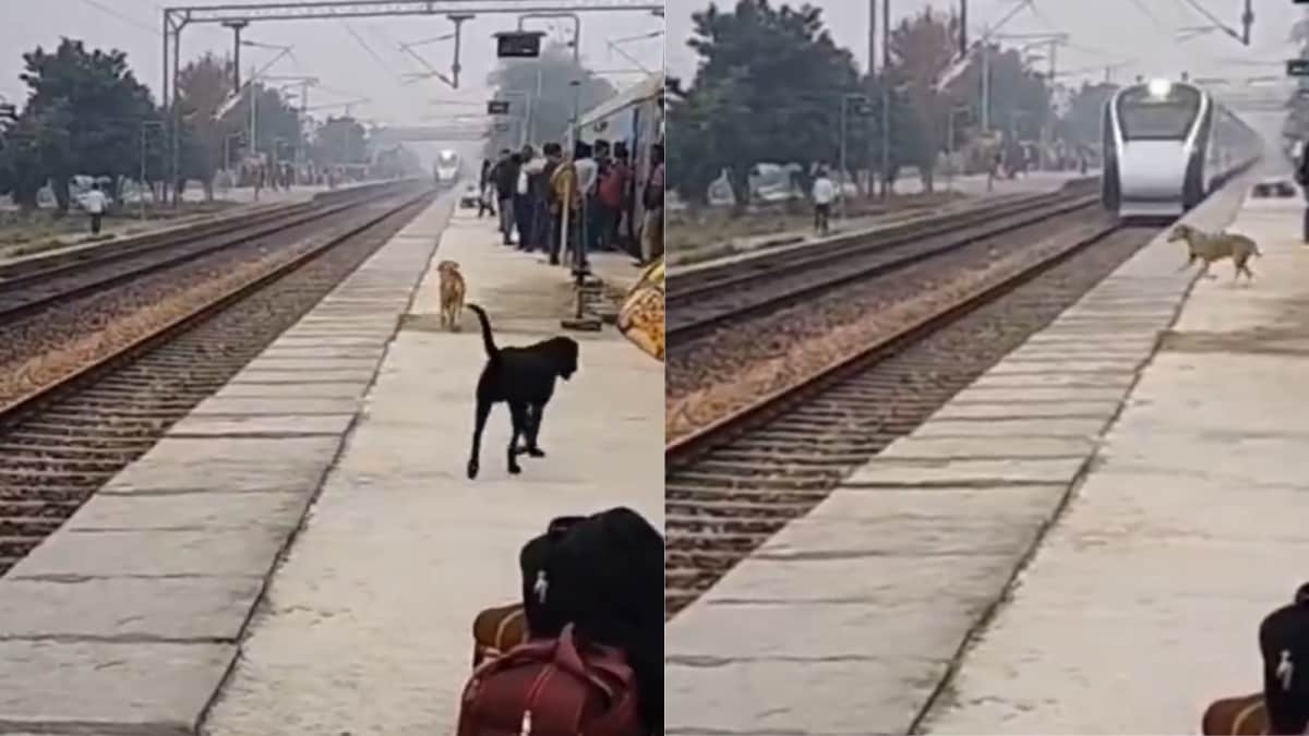 Dog's Daring Train Stunt: Narrow Escape