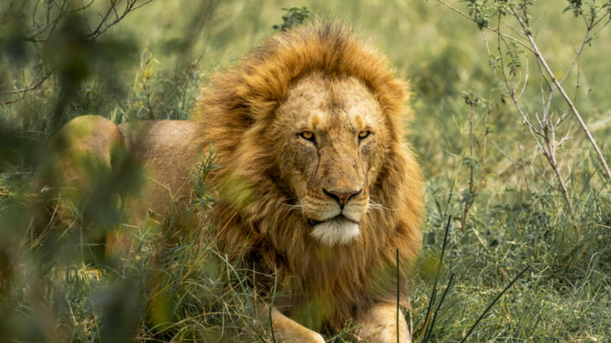 <div>Lion Goes Missing From Tamil Nadu's Vandalur Zoo, Search Op Underway</div>