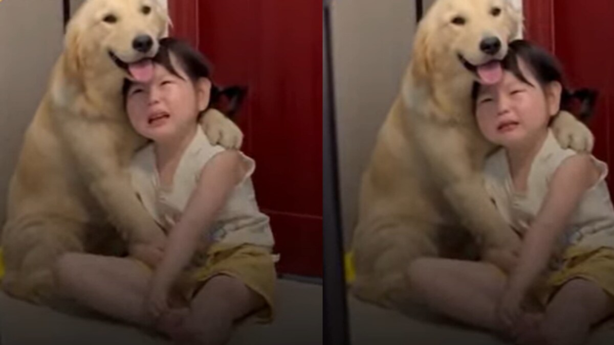 Dog Comforts Crying Girl After Being Scolded