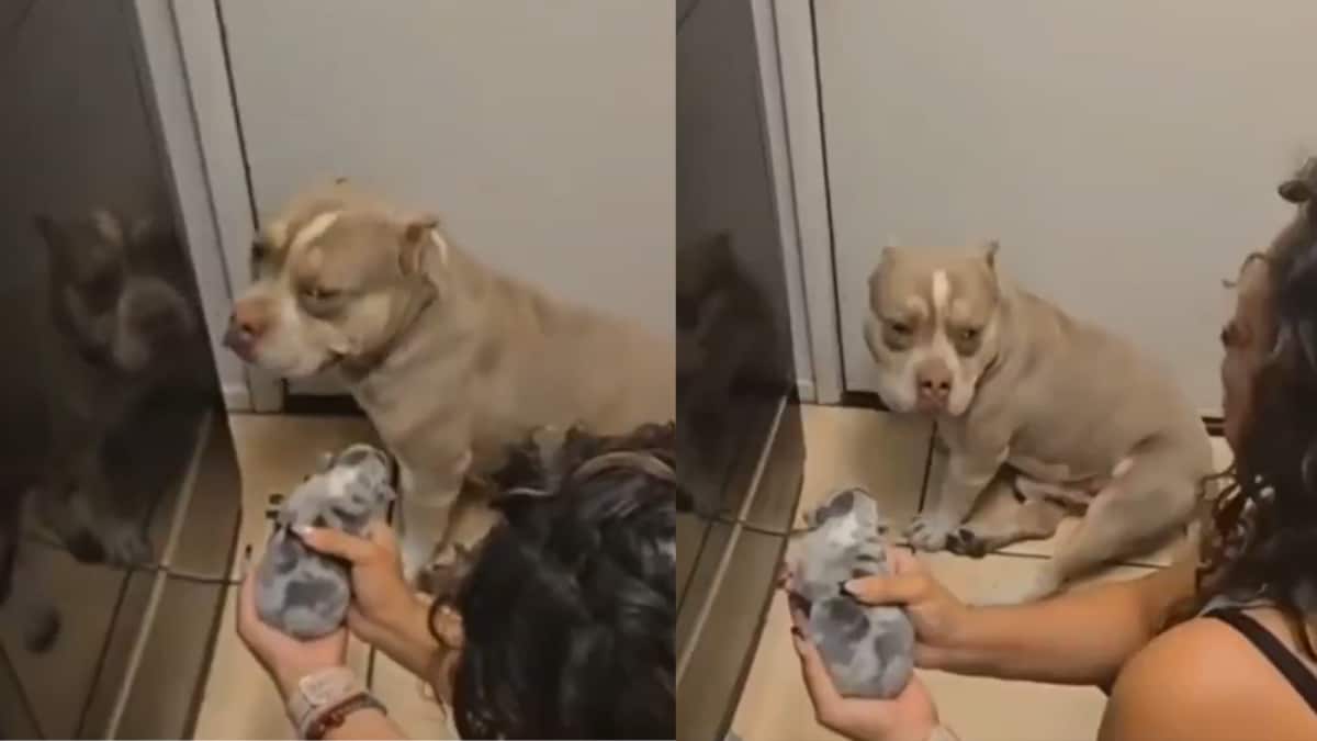 Pit Bull's Hilarious Reaction to Puppies Goes Viral