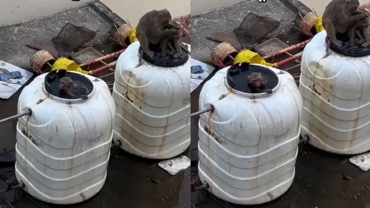 Monkeys in Railway Water Tanks Spark Public Outrage
