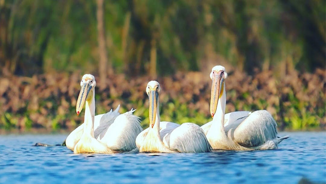 Okhla Bird Okhla Bird