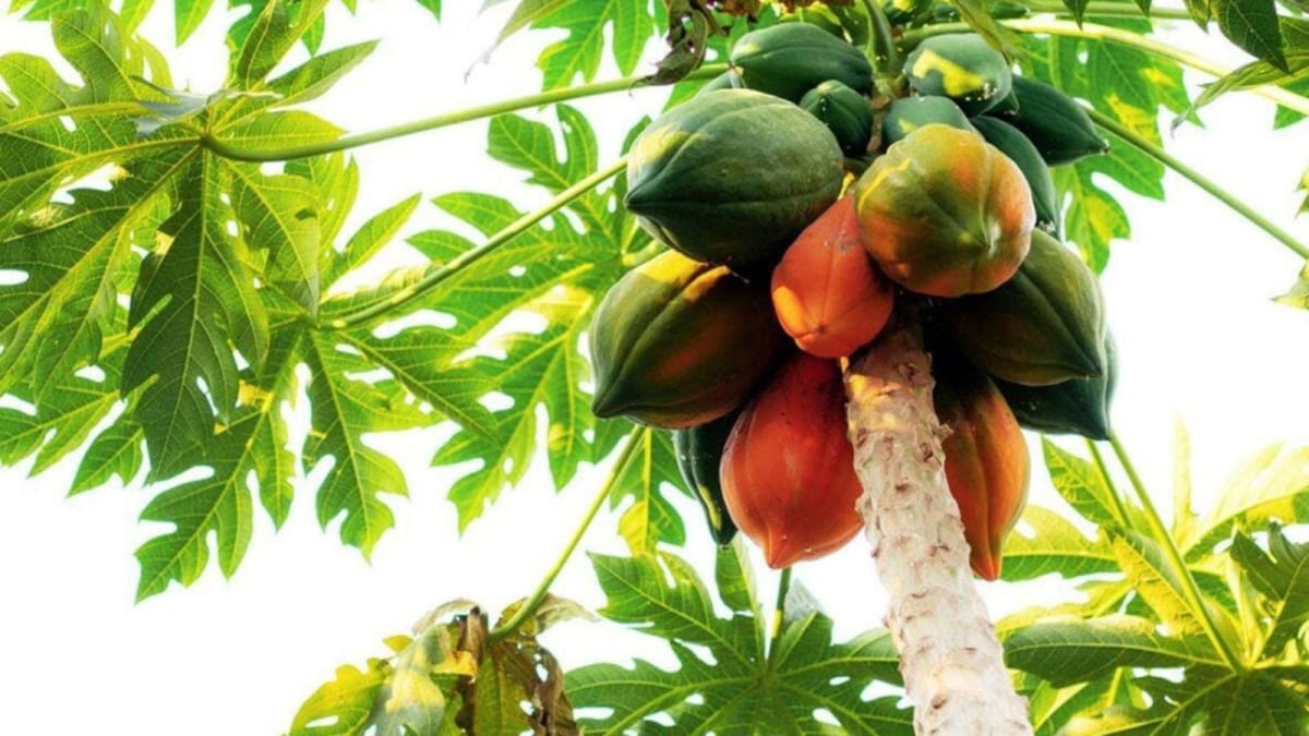 Vastu Tips: Papaya Tree Placement and Potential Problems