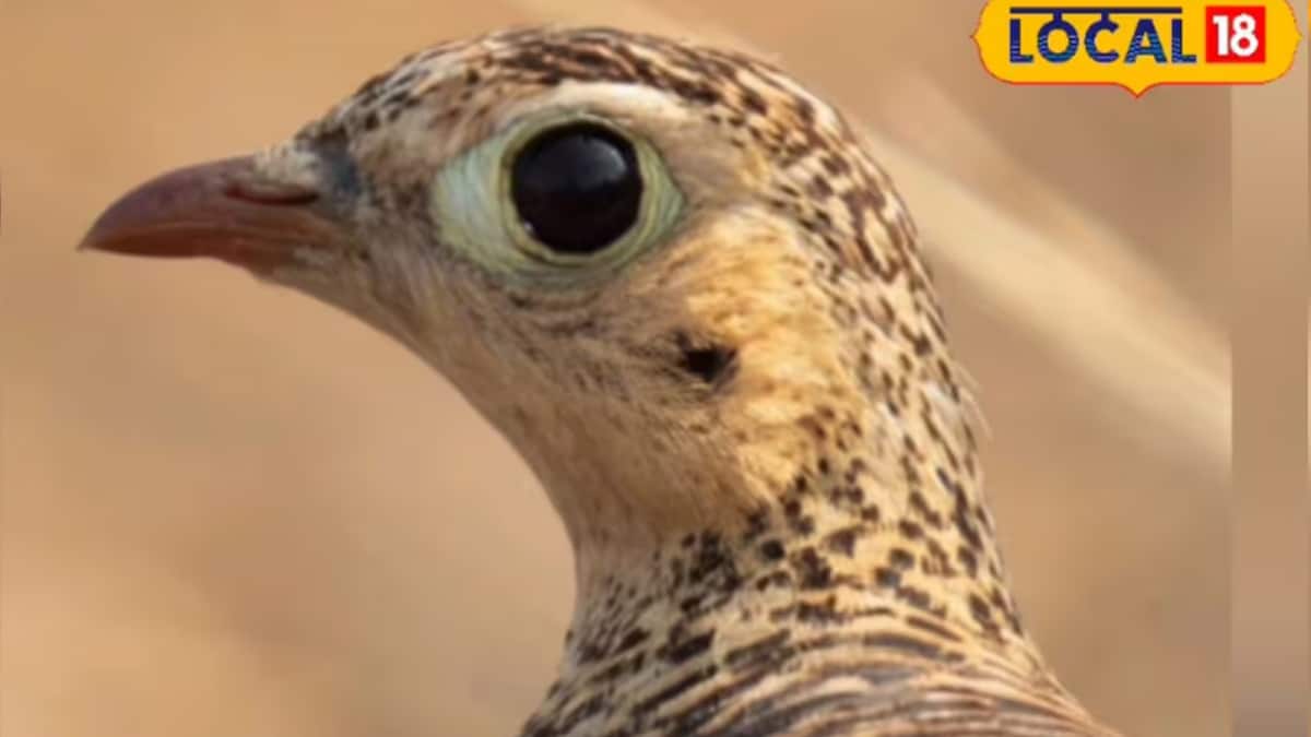Sand Grouse: Unique Bird's Water-Saving Feathers for Chicks