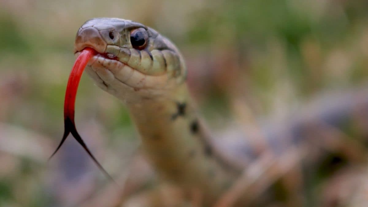 Snake Magnet: Everyday Smells That Invite Slithering Guests Into Your Home