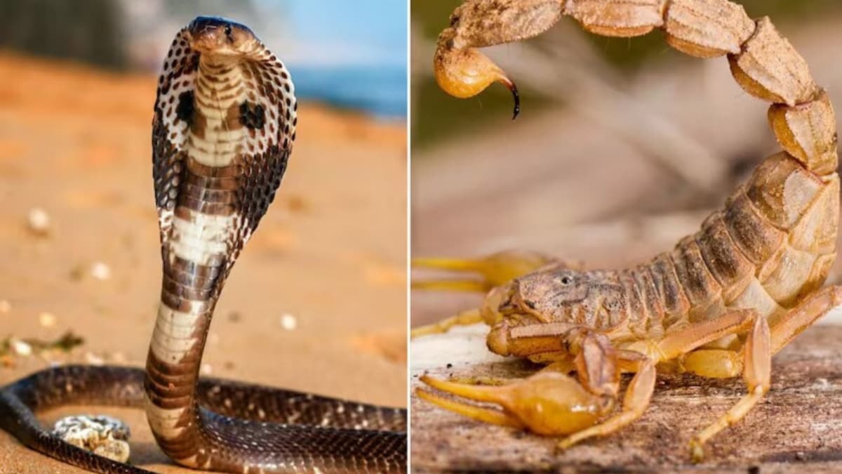 Scorpion vs Snake: Which Poison Poses The Greater Threat To Human Life?