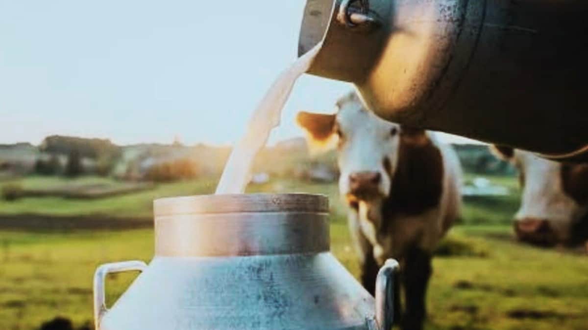Delhi Friends Turn 50 Cows into a Billion-Dollar Business
