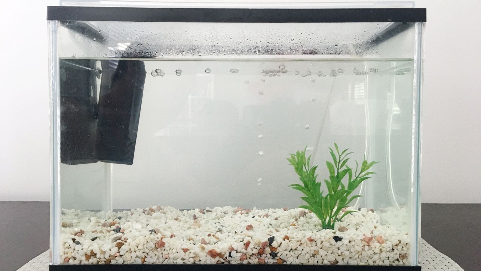 Feng Shui 101: Where To Place A Fish Tank At Home Feng Shui 101: Where To Place A Fish Tank At Home