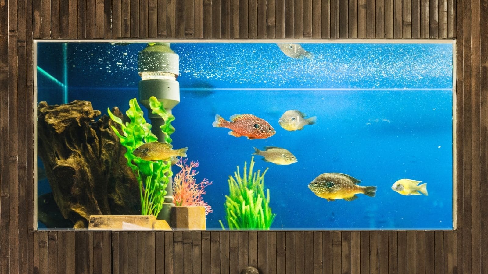 Feng Shui 101: Where To Place A Fish Tank At Home Feng Shui 101: Where To Place A Fish Tank At Home