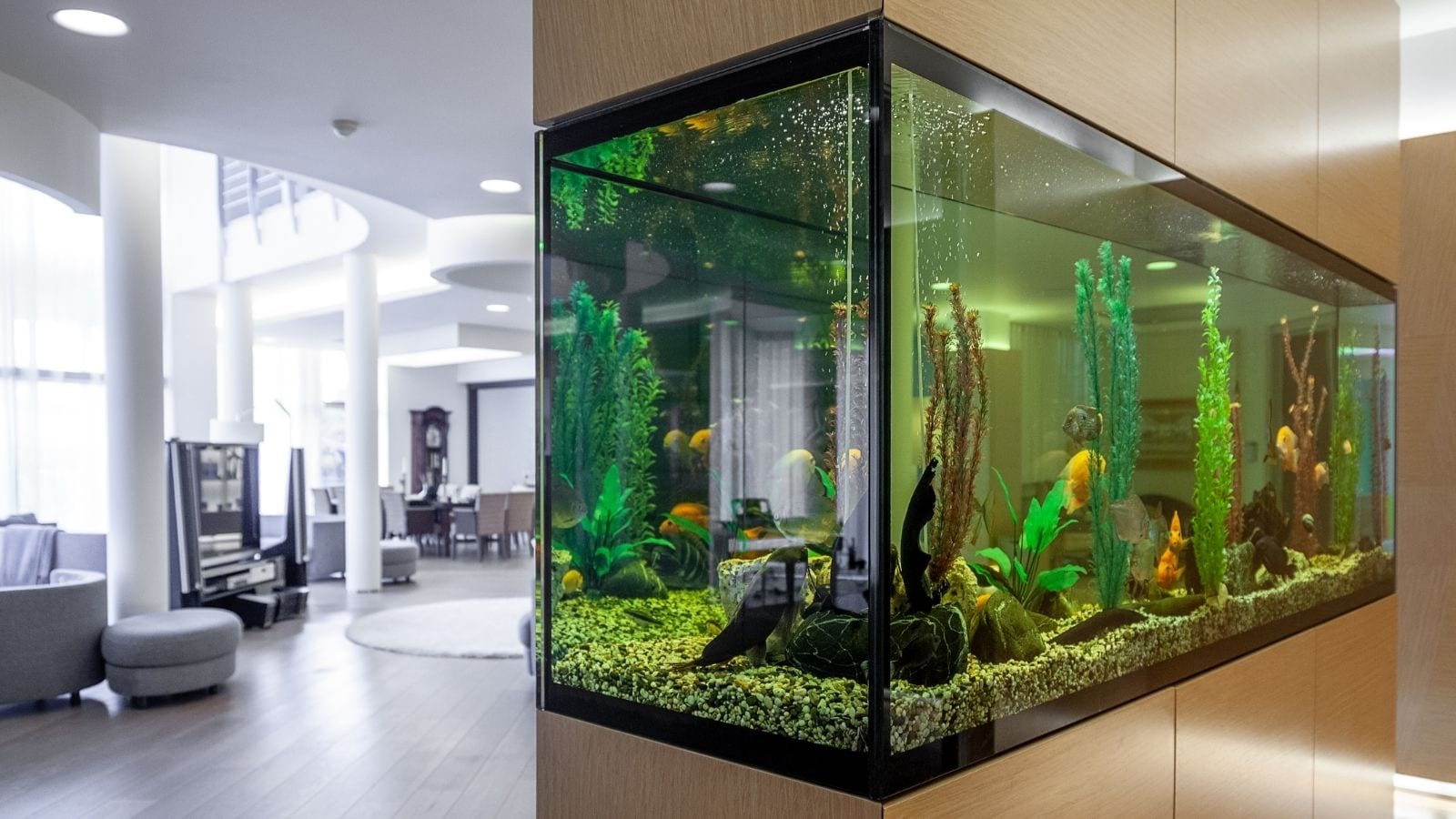 Feng Shui 101: Where To Place A Fish Tank At Home Feng Shui 101: Where To Place A Fish Tank At Home