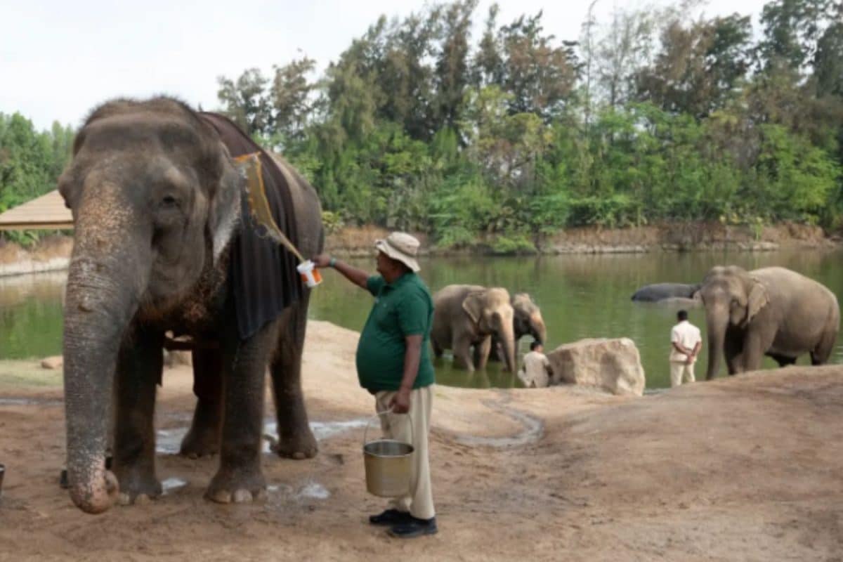 Vantara: What To Know About Its 200 Elephants